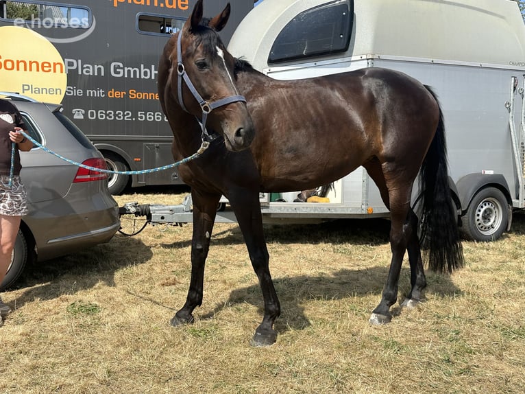Holsteiner Stute 9 Jahre 164 cm Dunkelbrauner in Pirmasens