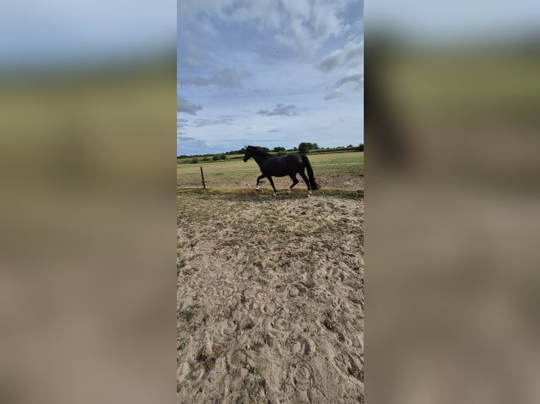Holsteiner Stute 9 Jahre 164 cm Dunkelbrauner in Olderup
