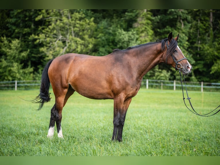 Holsteiner Stute 9 Jahre 165 cm Brauner in Wolpertswende