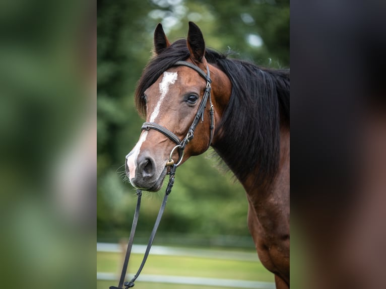 Holsteiner Stute 9 Jahre 165 cm Brauner in Wolpertswende
