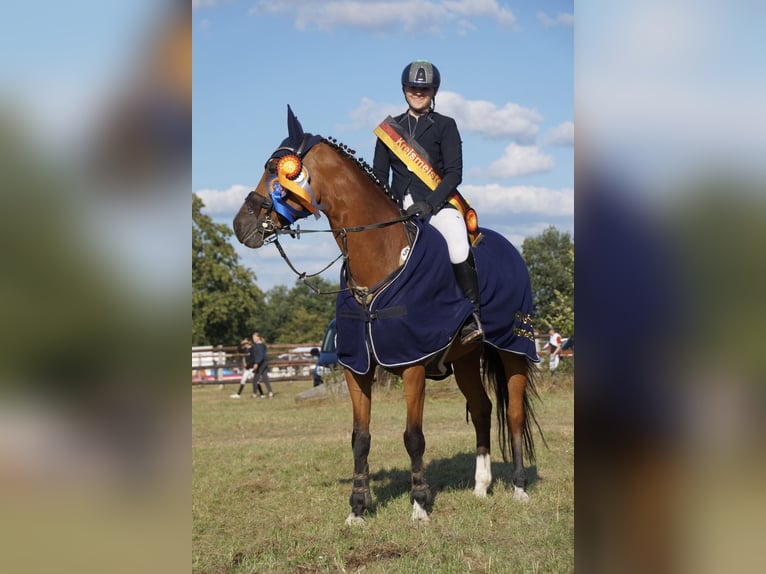 Holsteiner Stute 9 Jahre 165 cm Brauner in Sprakensehl
