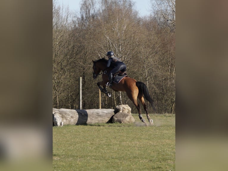 Holsteiner Stute 9 Jahre 165 cm Brauner in Sprakensehl
