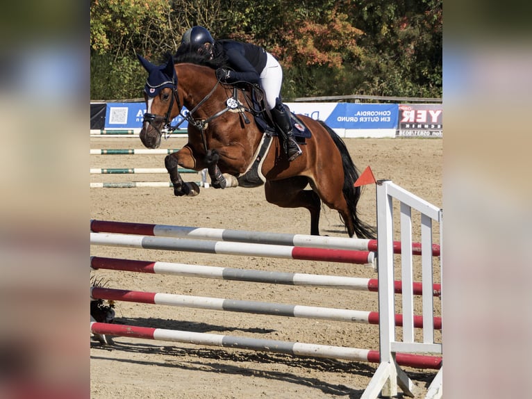 Holsteiner Stute 9 Jahre 165 cm Brauner in Sprakensehl