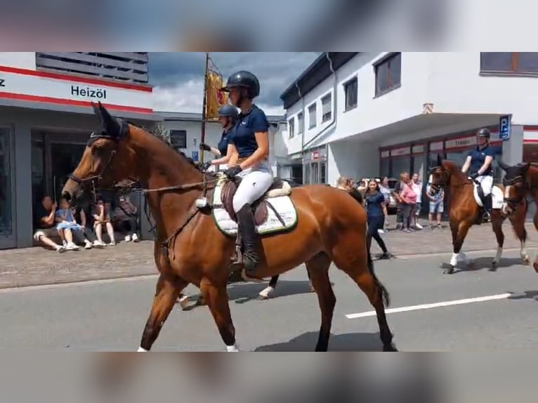 Holsteiner Stute 9 Jahre 165 cm Brauner in Rosenthal