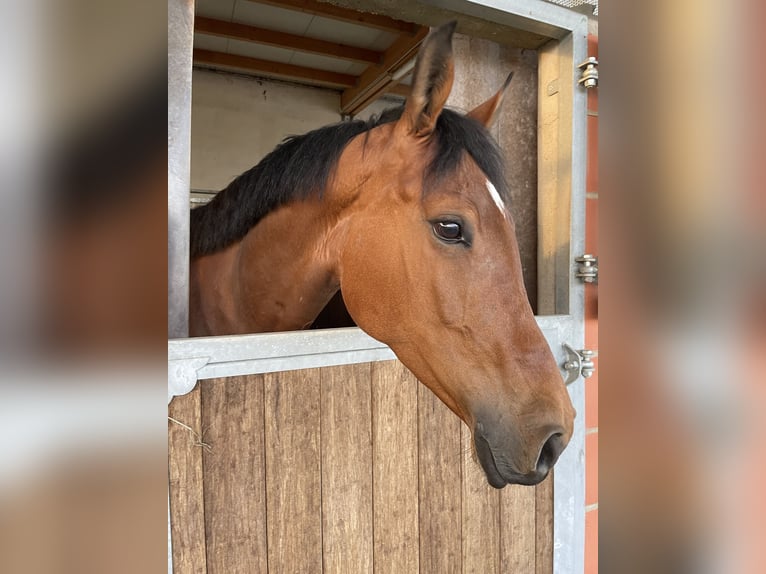 Holsteiner Stute 9 Jahre 165 cm Brauner in Rosenthal