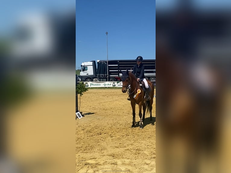 Holsteiner Stute 9 Jahre 165 cm Brauner in Rosenthal