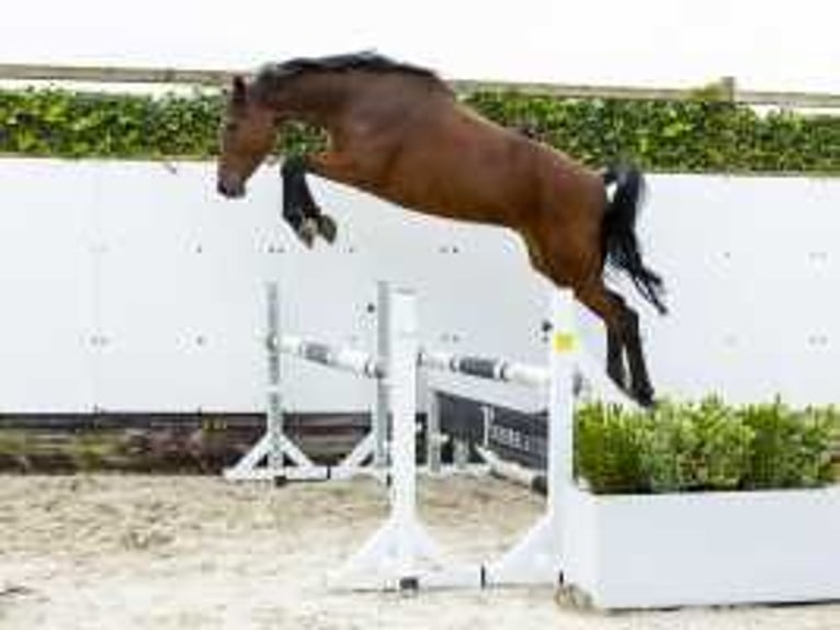 Holsteiner Stute 9 Jahre 165 cm Brauner in Waddinxveen