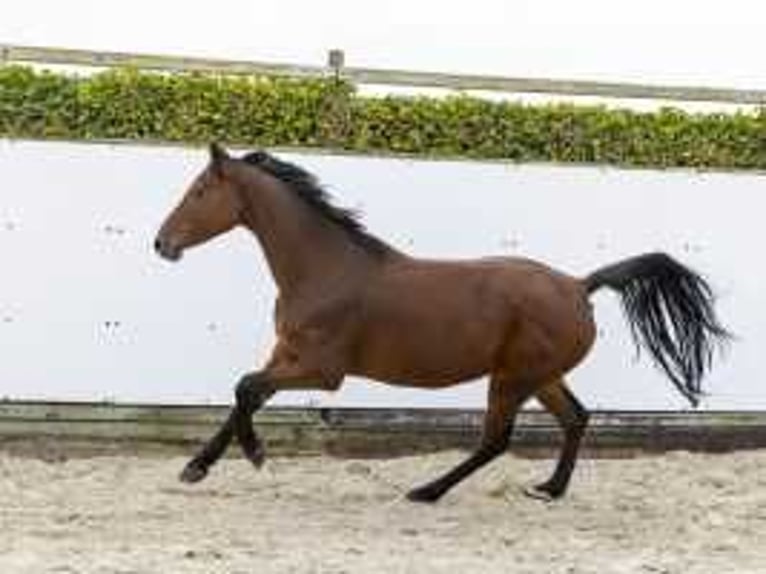 Holsteiner Stute 9 Jahre 165 cm Brauner in Waddinxveen