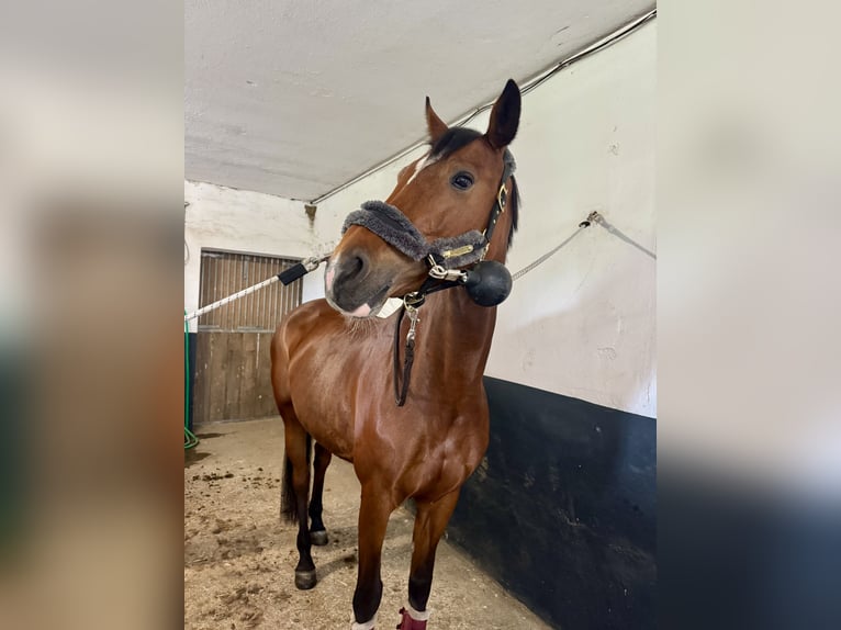 Holsteiner Stute 9 Jahre 165 cm Brauner in Eberstalzell