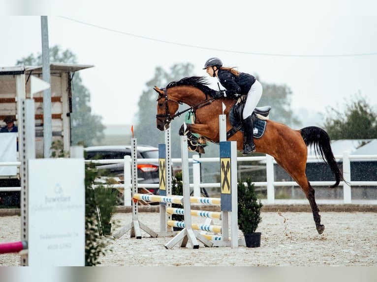 Holsteiner Stute 9 Jahre 165 cm Brauner in Eberstalzell