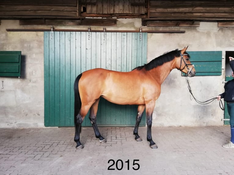 Holsteiner Stute 9 Jahre 165 cm Brauner in Wöhrden