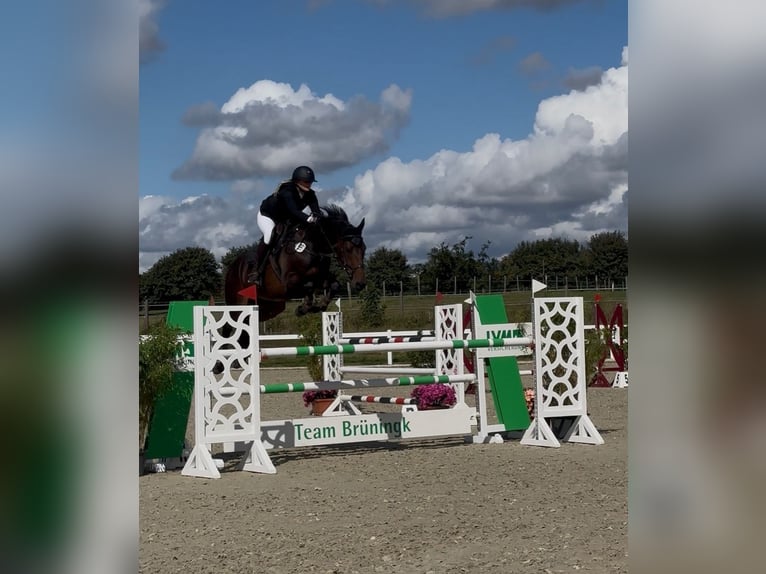 Holsteiner Stute 9 Jahre 165 cm Dunkelbrauner in Schmilau