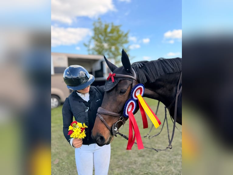 Holsteiner Stute 9 Jahre 165 cm Dunkelbrauner in Schmilau