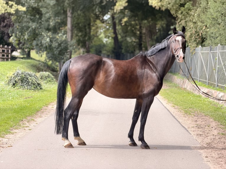 Holsteiner Stute 9 Jahre 166 cm Brauner in Westensee