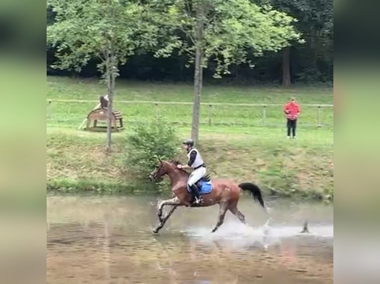 Holsteiner Stute 9 Jahre 167 cm Brauner in T&#xF6;nning