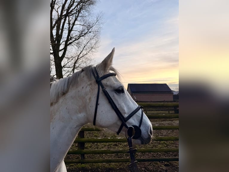 Holsteiner Stute 9 Jahre 167 cm Schimmel in Wijchmaal