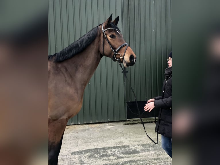 Holsteiner Stute 9 Jahre 168 cm Brauner in Bordesholm