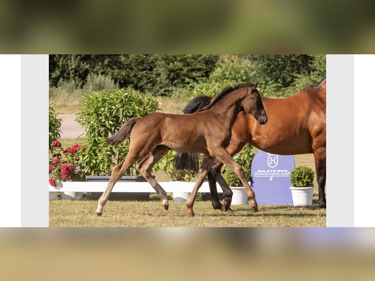 Holsteiner Stute 9 Jahre 168 cm Brauner in Bordesholm