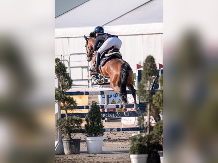 Holsteiner Stute 9 Jahre 168 cm Brauner in Bochum