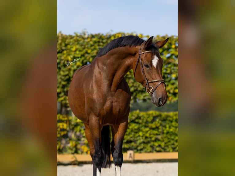 Holsteiner Stute 9 Jahre 168 cm Brauner in Goch