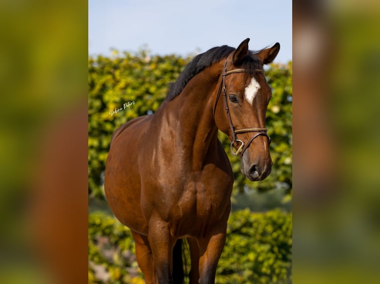Holsteiner Stute 9 Jahre 168 cm Brauner in Goch