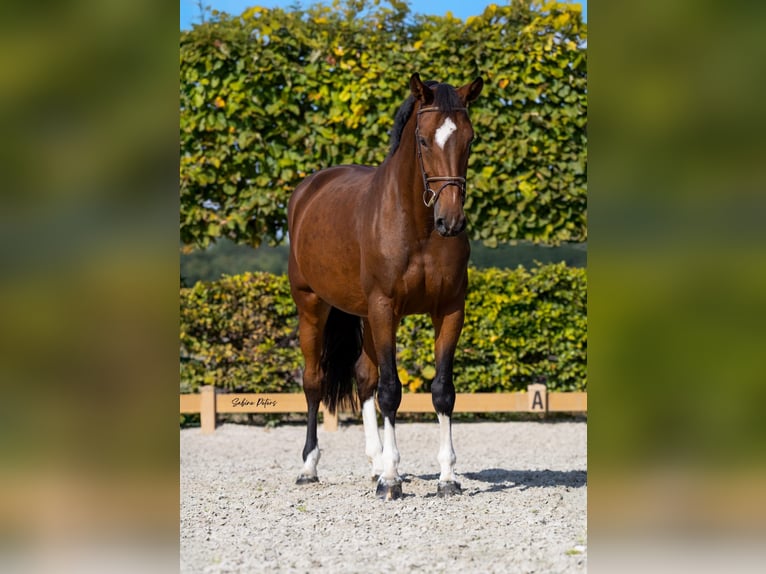 Holsteiner Stute 9 Jahre 168 cm Brauner in Goch