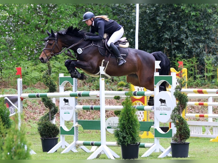 Holsteiner Stute 9 Jahre 168 cm Dunkelbrauner in Hoya