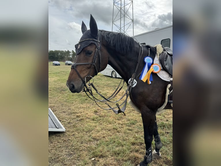 Holsteiner Stute 9 Jahre 168 cm Dunkelbrauner in Hoya
