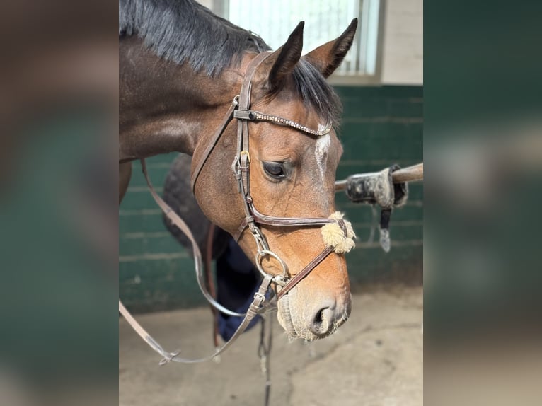 Holsteiner Stute 9 Jahre 168 cm Dunkelbrauner in Hoya