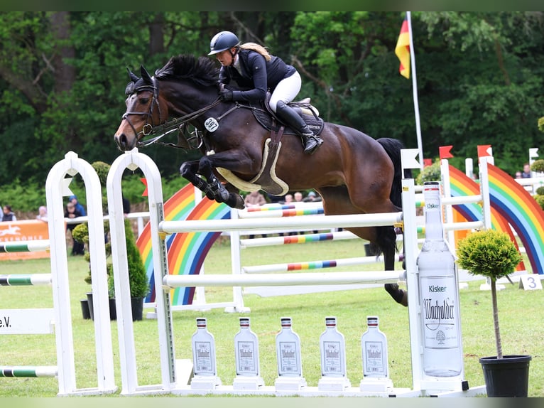 Holsteiner Stute 9 Jahre 168 cm Dunkelbrauner in Hoya