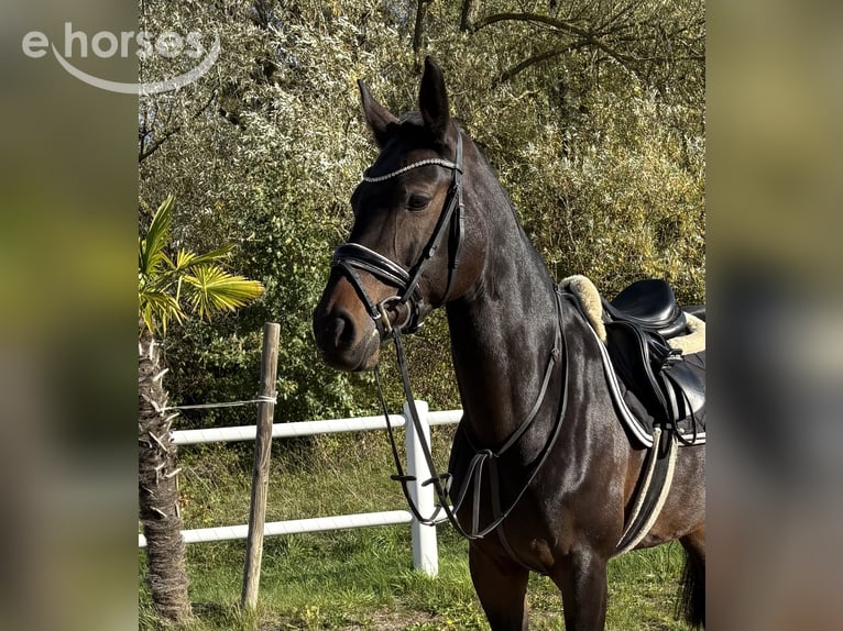 Holsteiner Stute 9 Jahre 168 cm Dunkelbrauner in Niederkassel