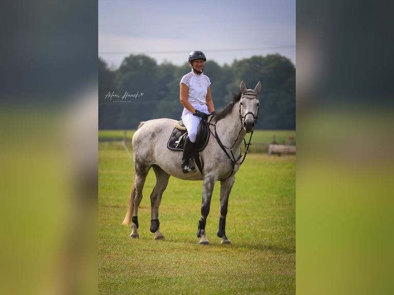 Holsteiner Stute 9 Jahre 168 cm Fliegenschimmel in Marlow