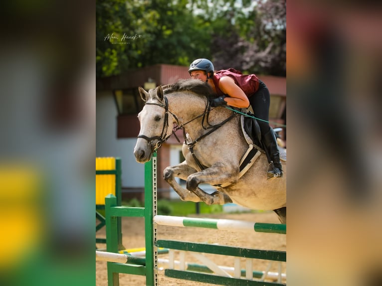 Holsteiner Stute 9 Jahre 168 cm  in Marlow