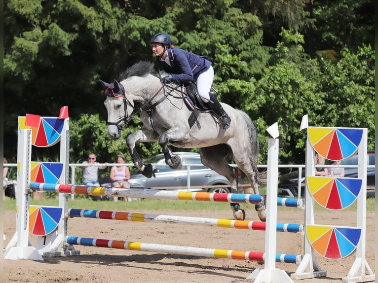 Holsteiner Stute 9 Jahre 168 cm  in Marlow