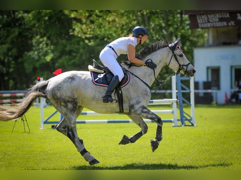 Holsteiner Stute 9 Jahre 168 cm  in Marlow