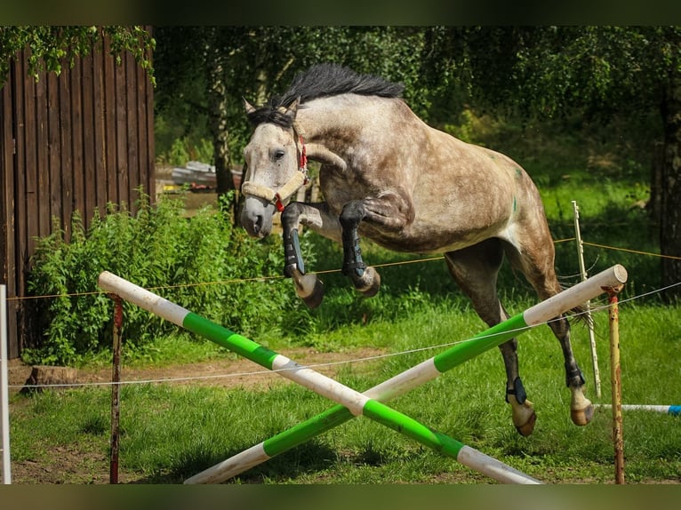 Holsteiner Stute 9 Jahre 168 cm  in Marlow