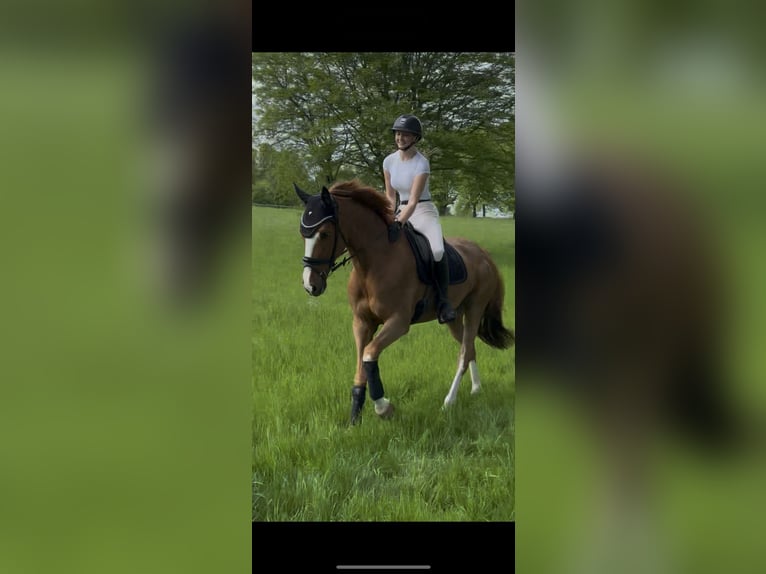 Holsteiner Stute 9 Jahre 168 cm Fuchs in Wachtberg