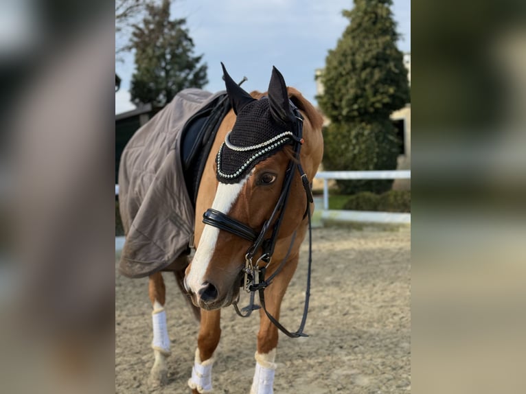 Holsteiner Stute 9 Jahre 168 cm Fuchs in Wachtberg