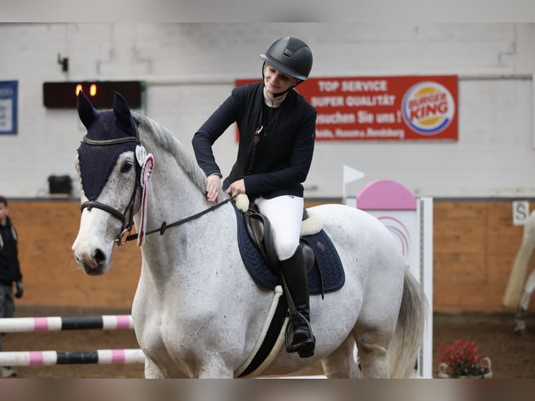 Holsteiner Stute 9 Jahre 168 cm Schimmel in Weddingstedt
