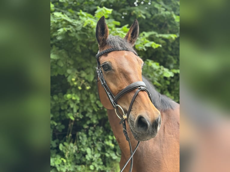 Holsteiner Stute 9 Jahre 169 cm Brauner in Sch&#xFC;lp bei Nortorf