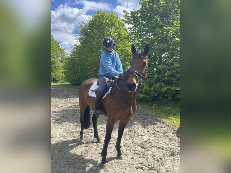 Holsteiner Stute 9 Jahre 169 cm Brauner in Sch&#xFC;lp bei Nortorf