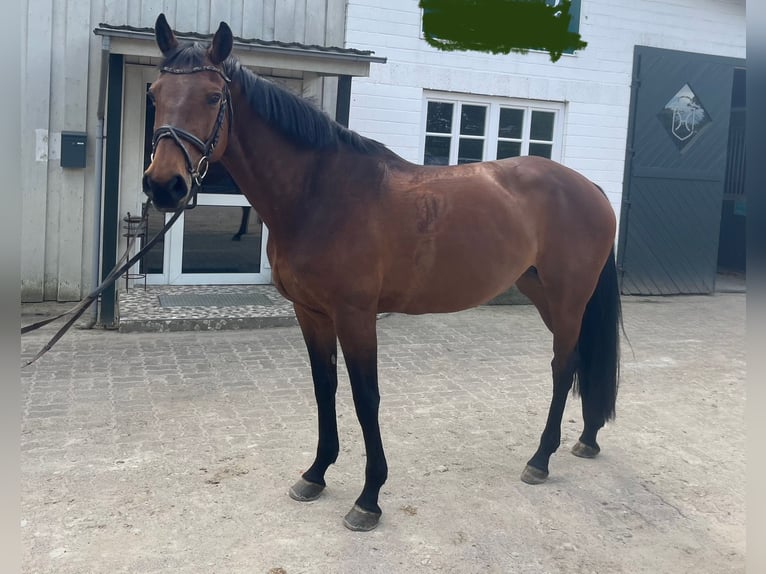 Holsteiner Stute 9 Jahre 169 cm Brauner in Sch&#xFC;lp bei Nortorf