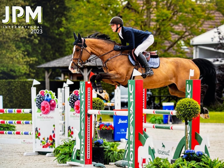 Holsteiner Stute 9 Jahre 169 cm Brauner in VELDHOVEN