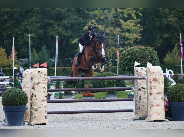 Holsteiner Stute 9 Jahre 169 cm Brauner in VELDHOVEN