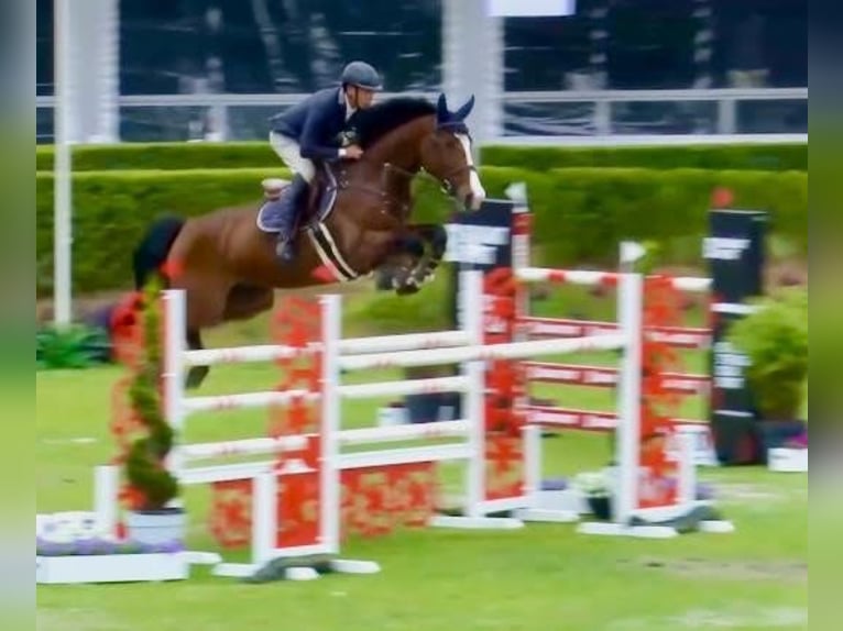 Holsteiner Stute 9 Jahre 169 cm Brauner in VELDHOVEN