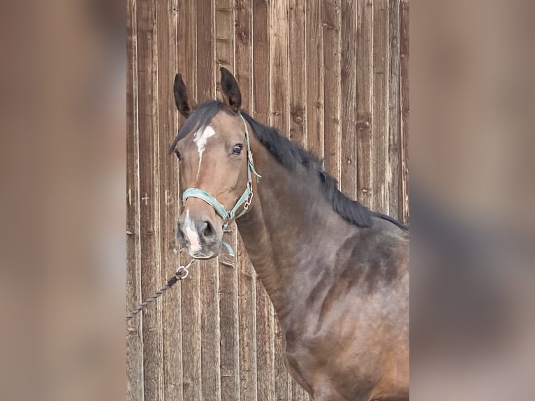 Holsteiner Stute 9 Jahre 170 cm Dunkelbrauner in Traunreut