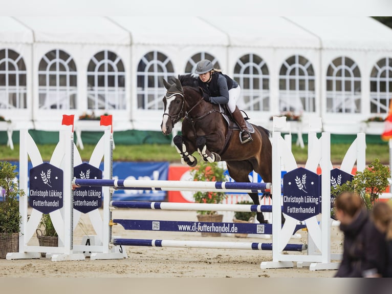 Holsteiner Stute 9 Jahre 170 cm Schwarzbrauner in Norderstedt