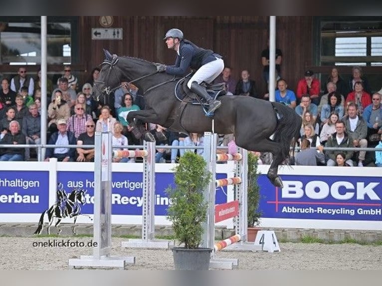 Holsteiner Stute 9 Jahre 171 cm Rappe in Ebenweiler