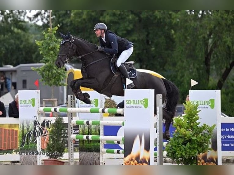 Holsteiner Stute 9 Jahre 171 cm Rappe in Ebenweiler