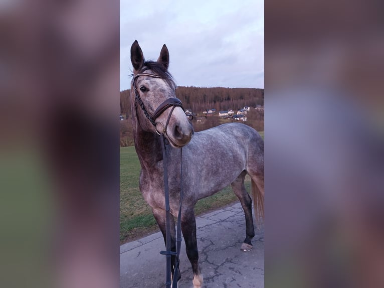 Holsteiner Stute 9 Jahre 171 cm in Bad Berleburg